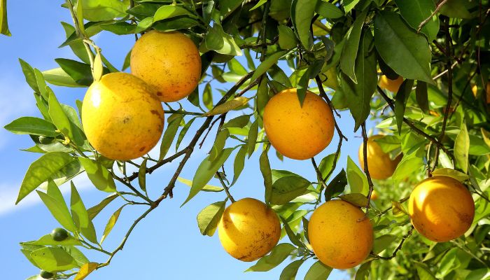  Estado prorroga por 180 dias emergência fitossanitária contra o greening